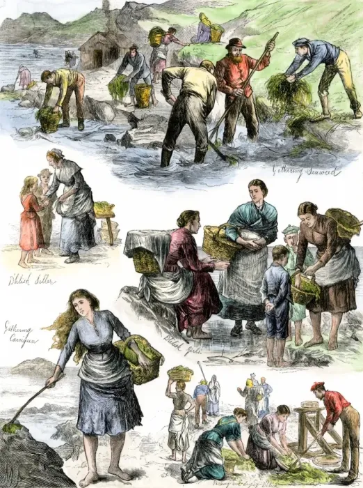Framed Print : Hungry Irish people gathering seaweed for food Framed Print : Hungry Irish people gathering seaweed for food