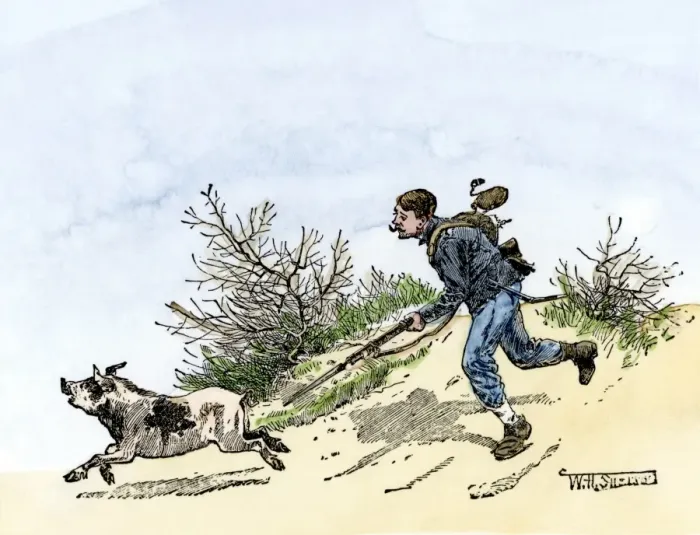 Framed Print : Hungry Union soldier chasing a pig during the Wilderness campaign in Virginia Framed Print : Hungry Union soldier chasing a pig during the Wilderness campaign in Virginia