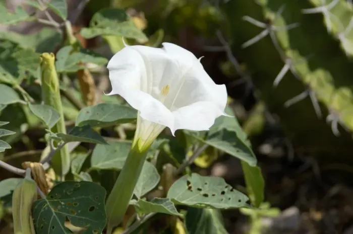 Framed Print : Jimson, or sacred datura, New Mexico Framed Print : Jimson, or sacred datura, New Mexico