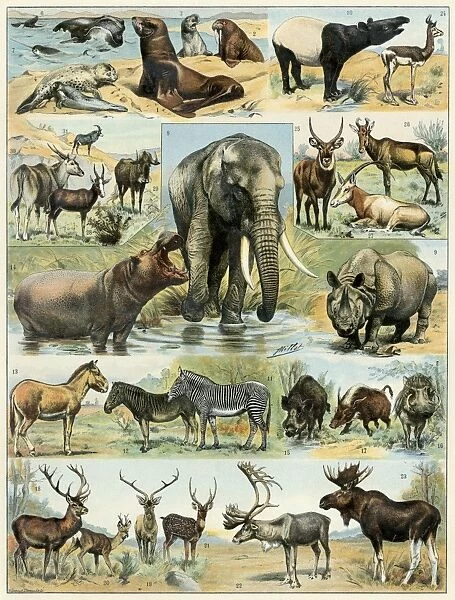 Some large mammals. Some wild animals of the world.