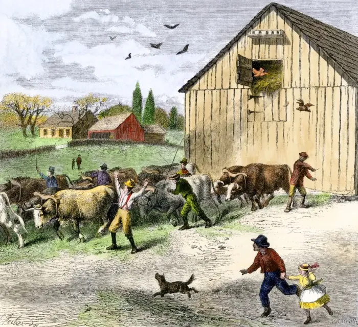 Framed Print : Large team of oxen pulling a barn at a moving-bee Framed Print : Large team of oxen pulling a barn at a moving-bee