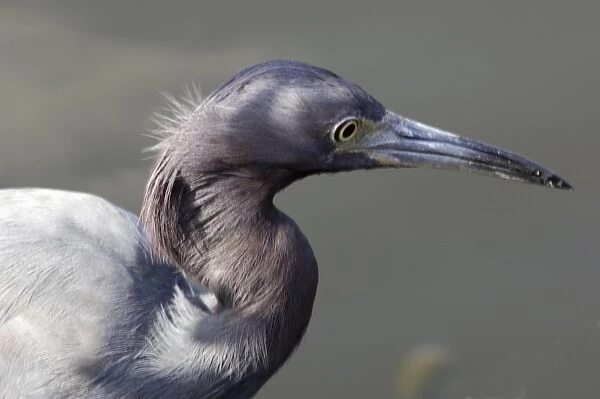 Little blue heron in the Florida Everglades