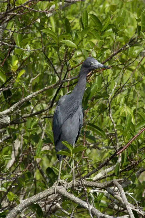 Framed Print : Little blue heron in the Florida Everglades