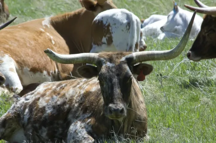 Framed Print : Longhorn cattle Framed Print : Longhorn cattle