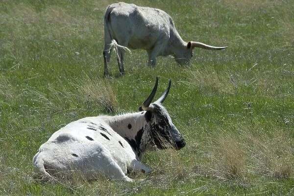 Longhorn cattle in the Black Hills, South Dakota.. Digital photograph