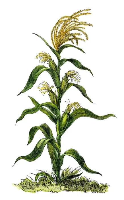 Framed Print : Maize, or indian corn plant Framed Print : Maize, or indian corn plant