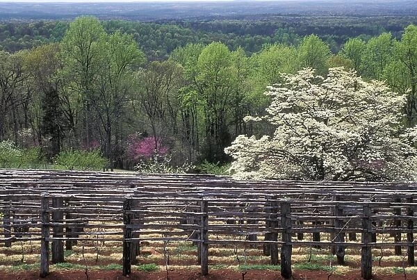 Monticello vineyard. Vineyard at Monticello, Thomas Jefferson's home in Charlottesville