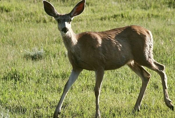 Mule deer, North Dakota