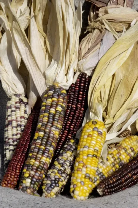Framed Print : Muticolored corn, a Native American staple crop