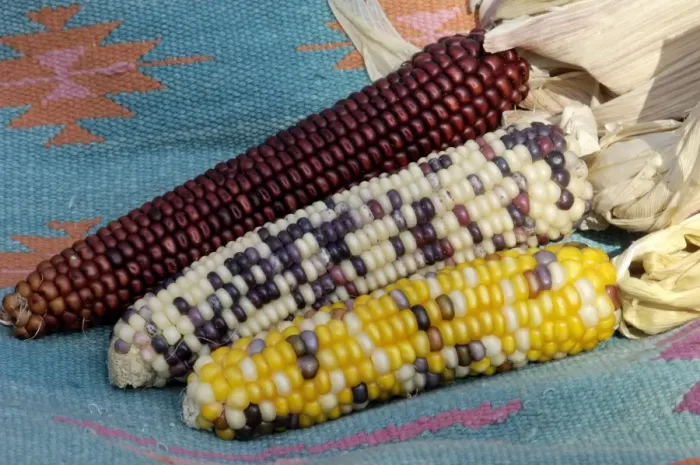 Framed Print : Muticolored corn, a Native American staple crop Framed Print : Muticolored corn, a Native American staple crop