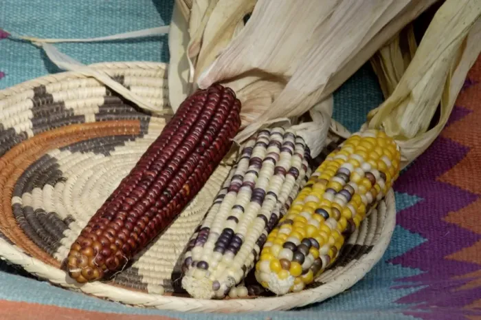 Framed Print : Muticolored corn, a Native American staple crop Framed Print : Muticolored corn, a Native American staple crop