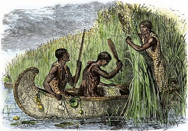 NATI2A-00199. Native American women gathering wild rice by threshing it into their canoe.
