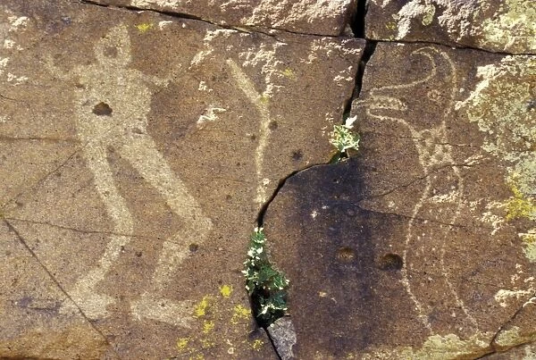 NATI2P-00652. Petroglyphs of a plumed serpent 