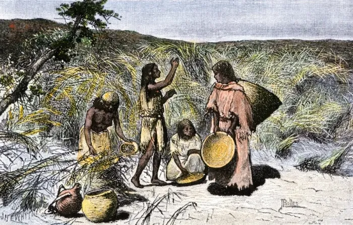Framed Print : Native American women gathering wild rice in baskets Framed Print : Native American women gathering wild rice in baskets