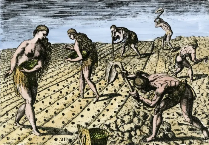 Framed Print : Native Americans using fishbone hoes to plant maize and beans Framed Print : Native Americans using fishbone hoes to plant maize and beans