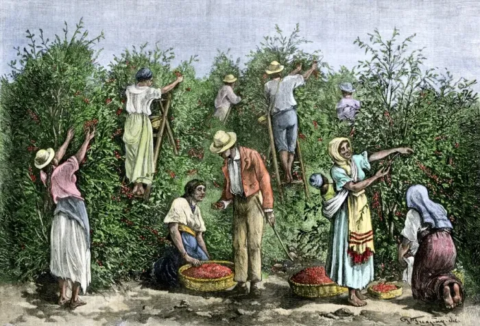 Framed Print : Native workers harvesting coffee in Costa Rica