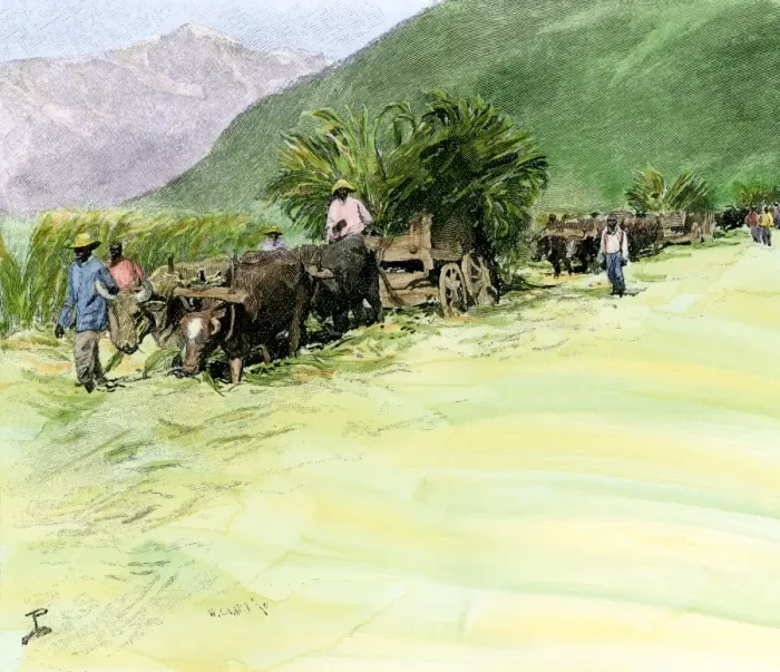 Framed Print : Ox-drawn wagons carrying harvested sugar cane on a Jamaica plantation Framed Print : Ox-drawn wagons carrying harvested sugar cane on a Jamaica plantation