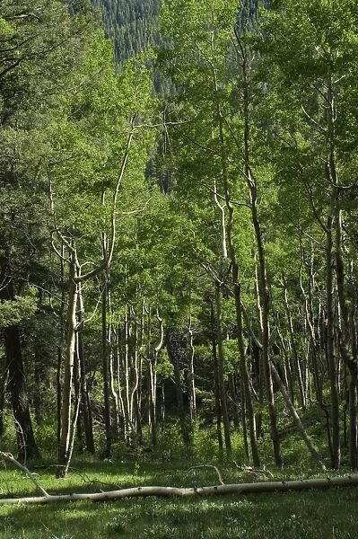 Pecos Wilderness aspen grove, New Mexico