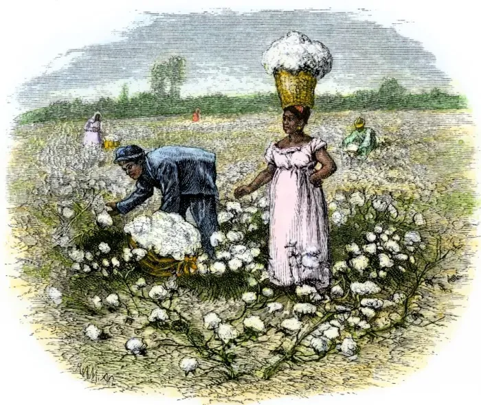 Framed Print : Picking cotton on a plantation in the Deep South Framed Print : Picking cotton on a plantation in the Deep South
