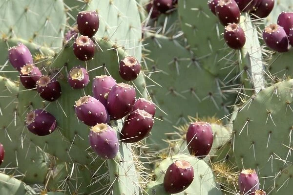 Prickly-pear cactus with fruit