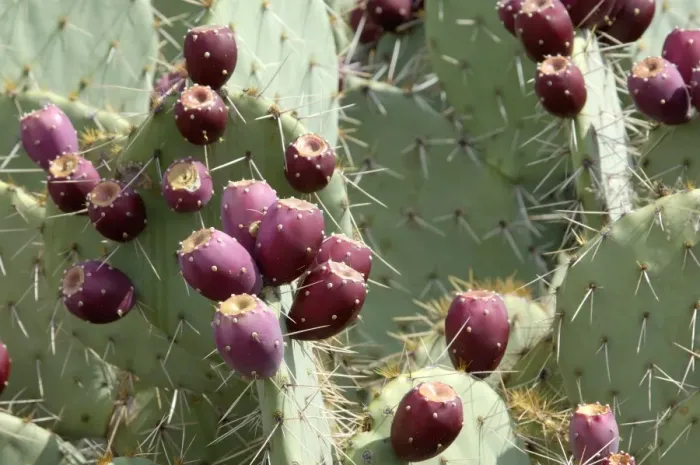 Framed Print : Prickly-pear cactus with fruit Framed Print : Prickly-pear cactus with fruit
