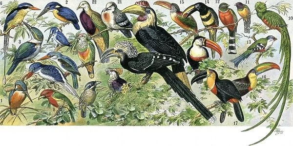 Quetzal, toucan, and other tropical birds