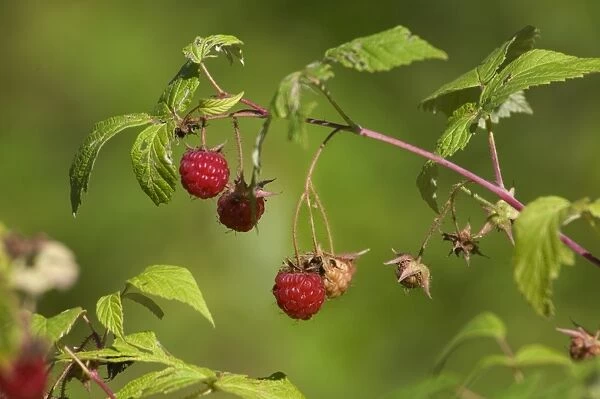 Raspberries growing wild