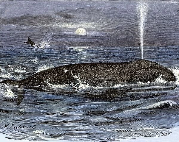 Right whale spouting.. Hand-colored woodcut of a 19th century illustration