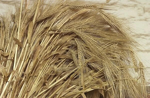 Wheat. Ripe wheat displayed at Sutter's Fort, Sacramento, California.. Digital photograph