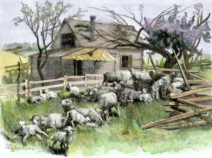 Framed Print : Sheep near a cottage in West Rutland Framed Print : Sheep near a cottage in West Rutland