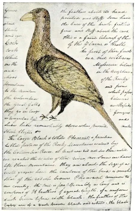 Framed Print : Sketch by William Clark of Cock of the Plains in the Lewis Framed Print : Sketch by William Clark of Cock of the Plains in the Lewis