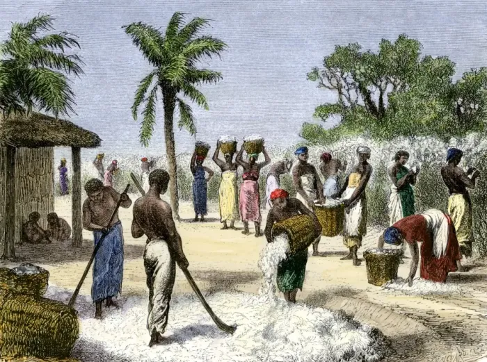 Framed Print : Slaves bringing in the cotton harvest Framed Print : Slaves bringing in the cotton harvest