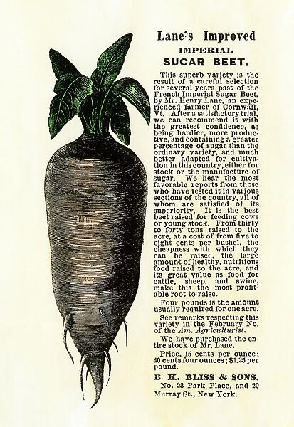 Sugar beet. Ad for Lanes Improved Imperial Sugar Beet, B.K