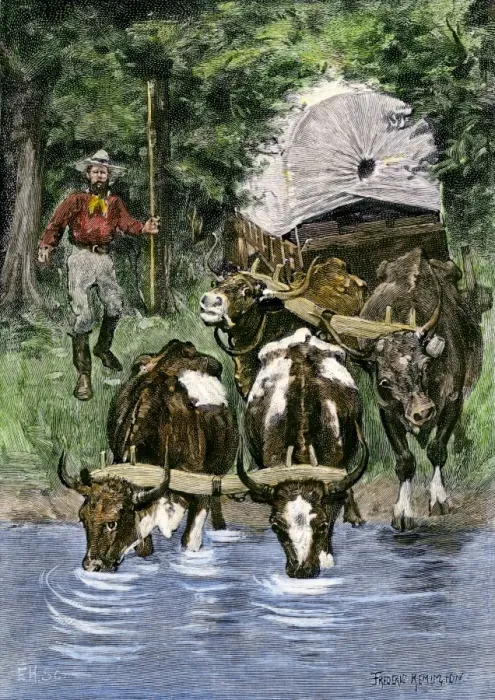 Framed Print : Thirsty oxen finding water along a westward wagon trail Framed Print : Thirsty oxen finding water along a westward wagon trail