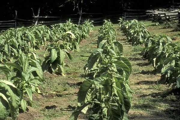 Tobacco grown in Colonial Williamsburg