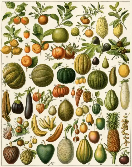 Framed Print : Tropical fruits. Printed color French lithograph (key available) Framed Print : Tropical fruits. Printed color French lithograph (key available)