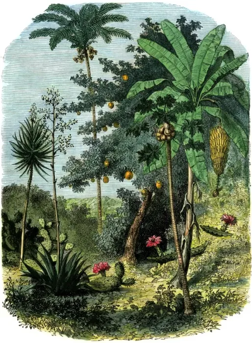 Framed Print : A view of the tropical New World Framed Print : A view of the tropical New World
