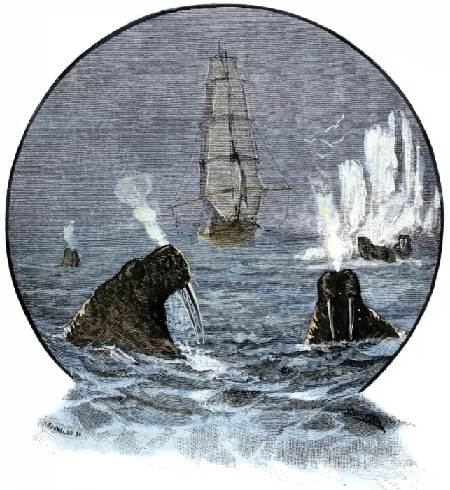Framed Print : Walrus in Arctic waters near a tall sailing ship Framed Print : Walrus in Arctic waters near a tall sailing ship