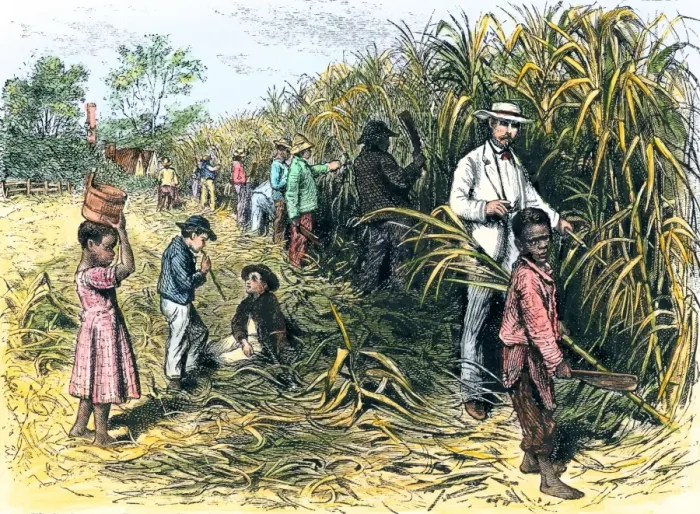 Framed Print : White overseer with African-American field-hands cutting sugar-cane Framed Print : White overseer with African-American field-hands cutting sugar-cane
