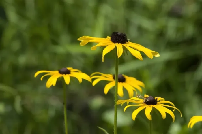 Framed Print : Wild black-eyed susans Framed Print : Wild black-eyed susans