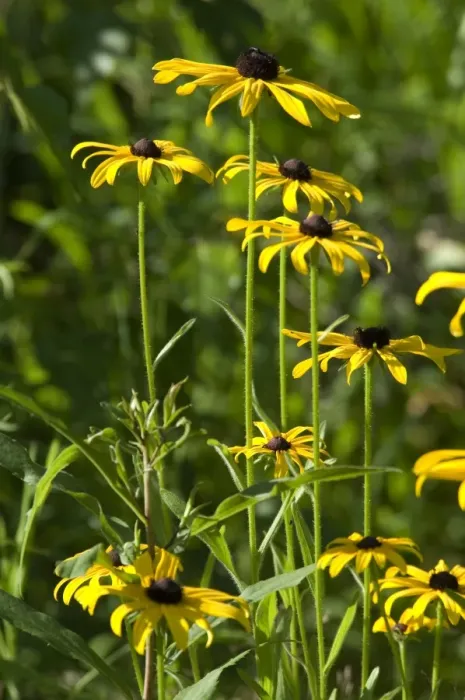 Framed Print : Wild black-eyed susans