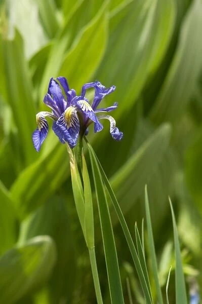 Wild iris in the Pecos Wilderness, New Mexico