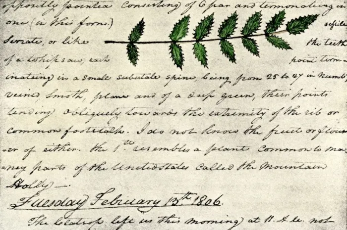 Framed Print : William Clarks sketch of an evergreen shrub leaf in the Lewis Framed Print : William Clarks sketch of an evergreen shrub leaf in the Lewis