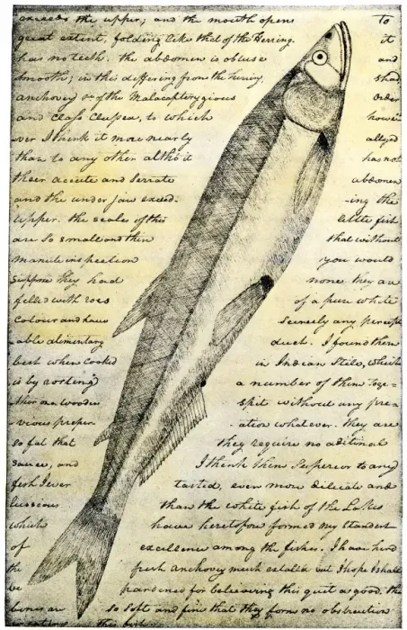 Framed Print : William Clarks sketch of a trout in the Lewis and Clark expedition diary Framed Print : William Clarks sketch of a trout in the Lewis and Clark expedition diary