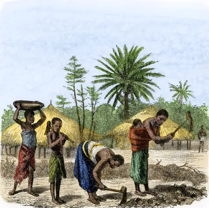 Framed Print : Women planting crops in central Africa Framed Print : Women planting crops in central Africa