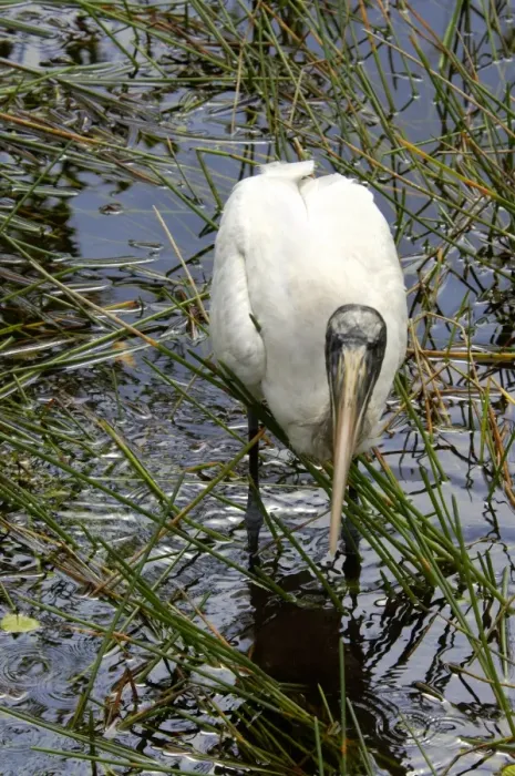 Framed Print : Wood stork, an endangered species, Florida Everglades Framed Print : Wood stork, an endangered species, Florida Everglades