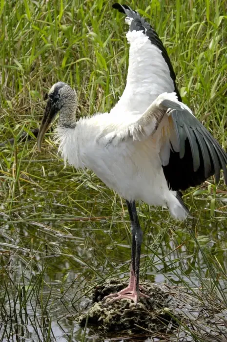 Framed Print : Wood stork, an endangered species, Florida Everglades