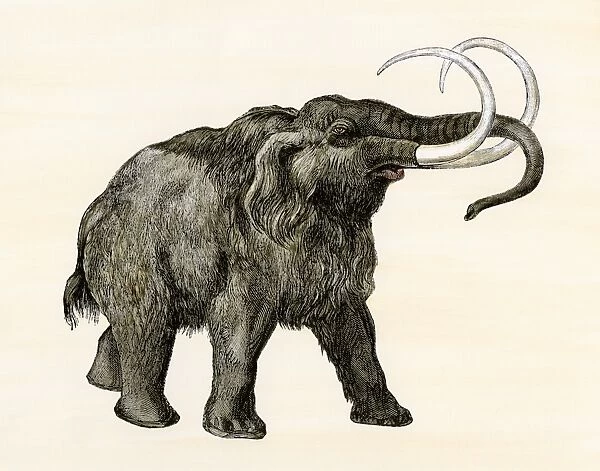 Wooly mammoth.. Hand-colored woodcut of a 19th-century illustration