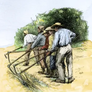 African-American field hands hooking up sugar cane in Louisiana African-American field hands hooking up sugar cane in Louisiana