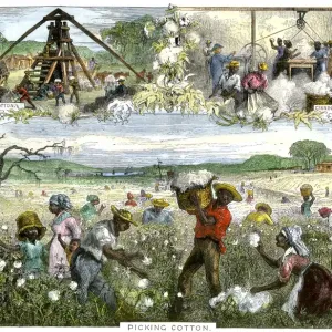 African American slaves picking baling African American slaves picking baling